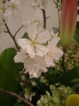 DSCF1016.JPG