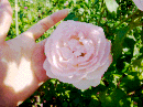 rose.gif