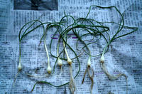P1020050.JPG