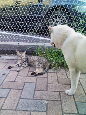 犬と猫