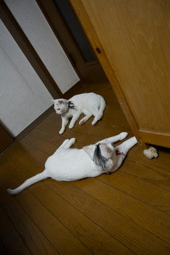 DSC_0547.jpg