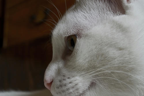 DSC_0559.jpg