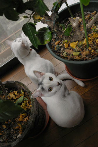 DSC_4477.jpg