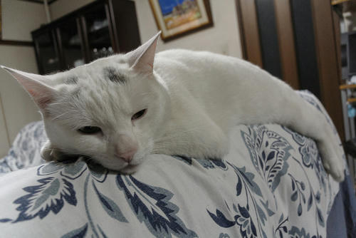 DSC_5345.jpg