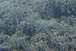 IMGP0780.jpg