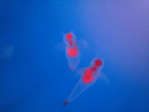 sora_sp-09.jpg