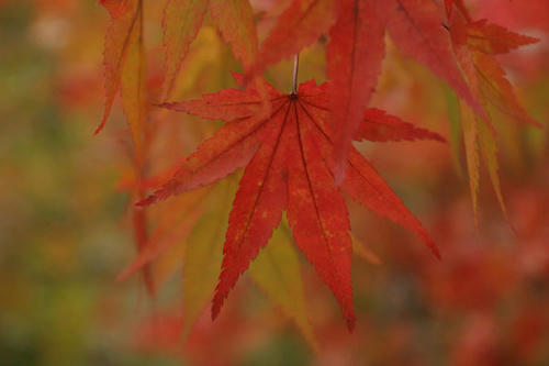 紅葉　カエデ