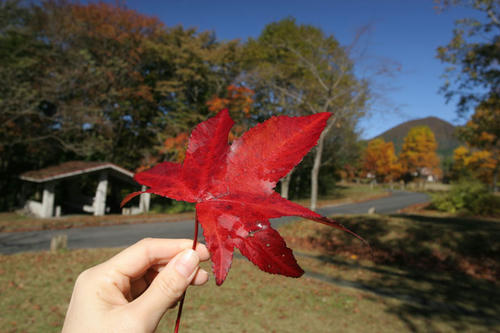 紅葉　アカイロオチバ