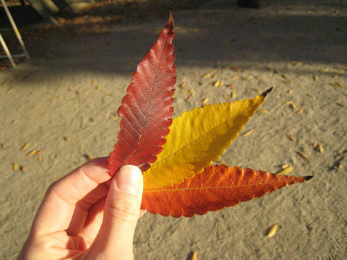公園ノ秋　落葉