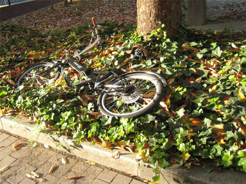 公園ノ秋　自転車