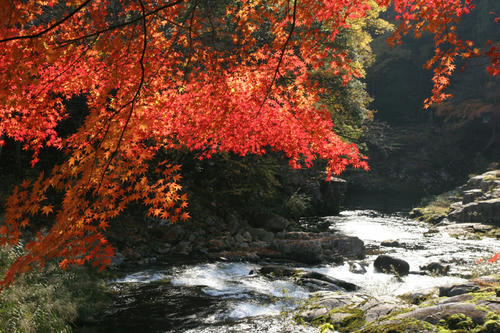 『渓流ト紅葉』　クリックすると、別窓で大きく表示します