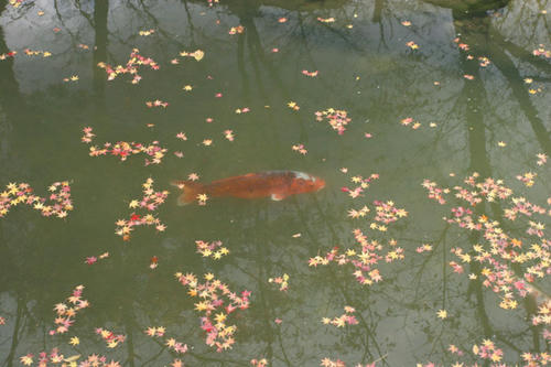 鯉&hellip;　水、きちゃない