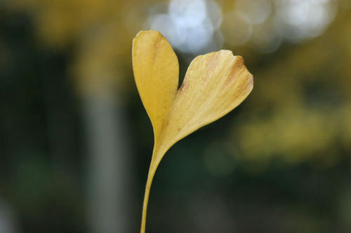 All my loving... I will send to you