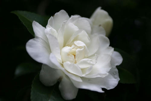 山茶花　白