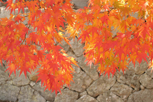 紅葉ノ寺　其ノ参