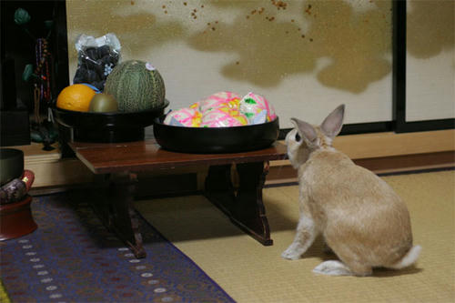 2008年のウサギ
