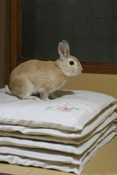 2008年のウサギ