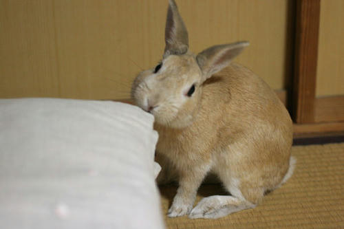 2008年のウサギ