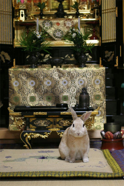 2008年のウサギ