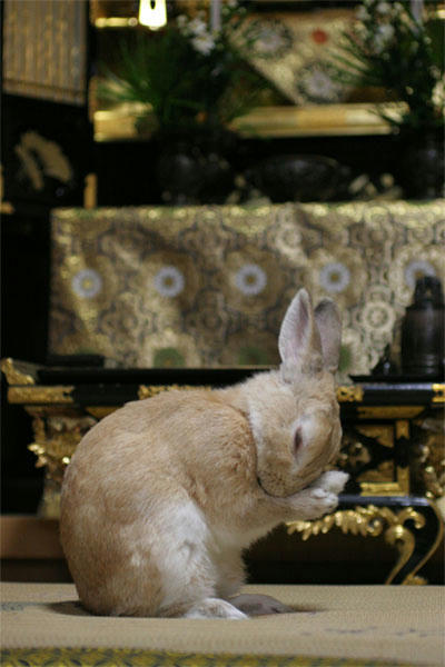 2008年のウサギ