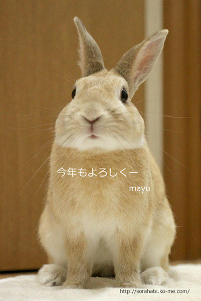 卯年