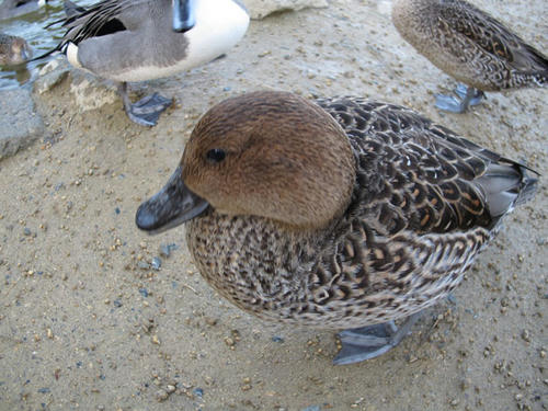 渡り鳥