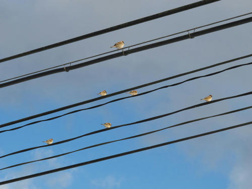 電線に・・・