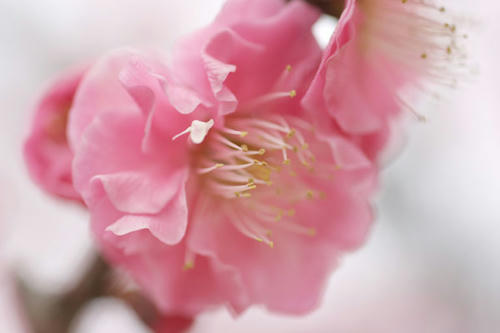八重梅