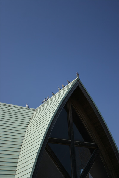鳩、青空