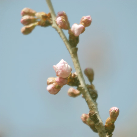 曙光