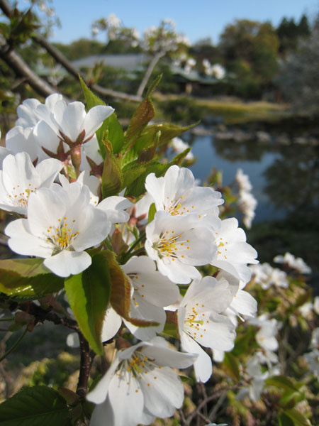 さくらの花の咲く頃に