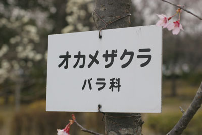 桜の名前