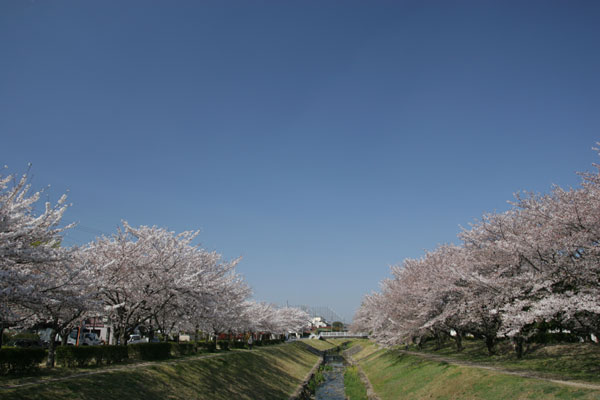 桜並木と汚れた川