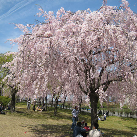 花見日和