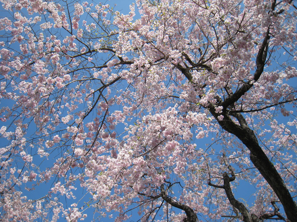 花見日和