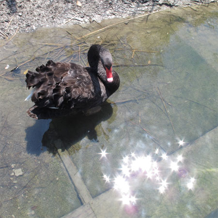 黒鳥さんとキラキラ