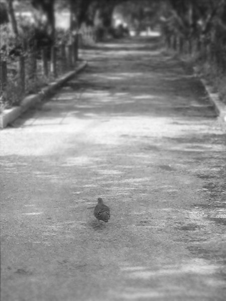 鳩ノ道