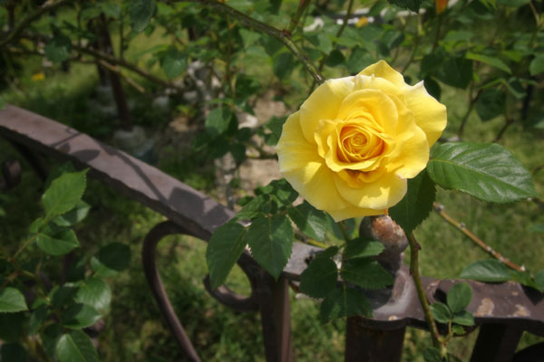 黄色の薔薇　花言葉…嫉妬