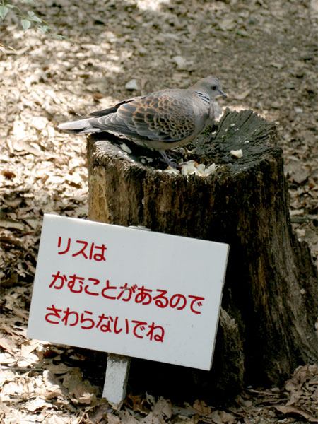 リス？