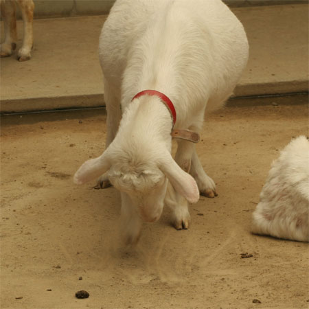 やぎ