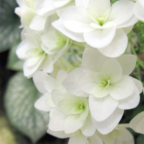hydrangea