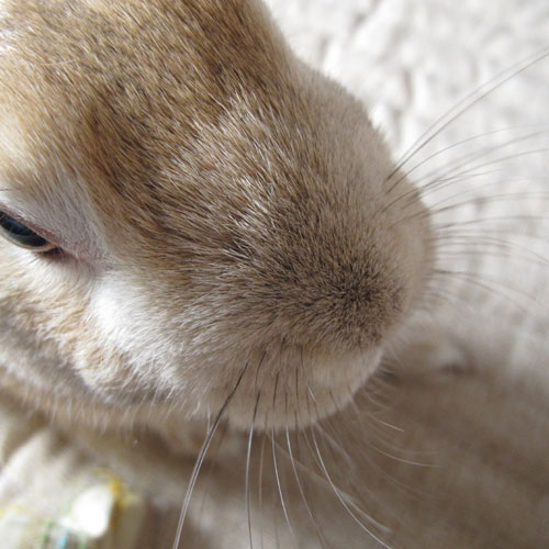 うさ
