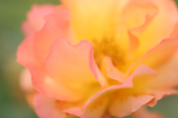 薔薇