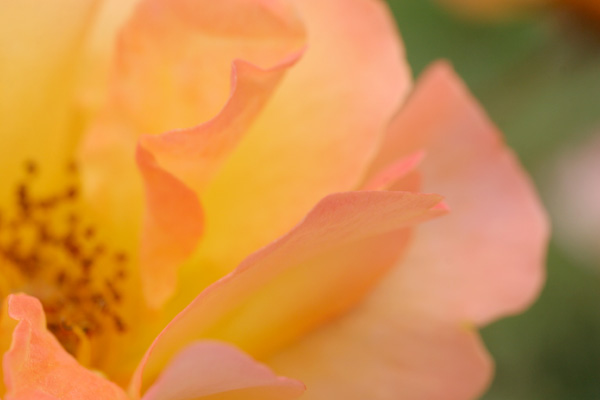薔薇