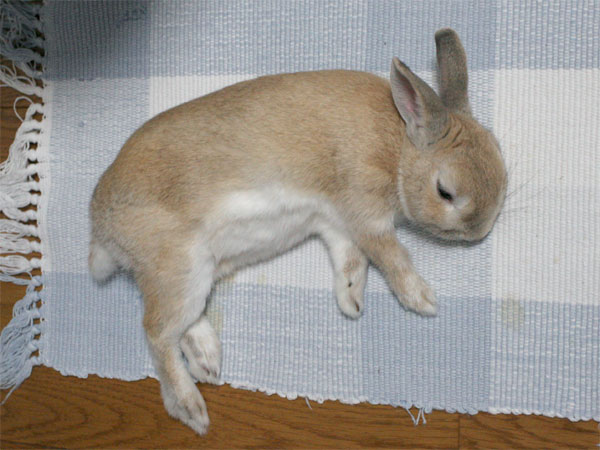 むぼうび