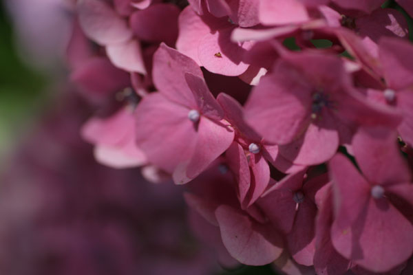 紫陽花