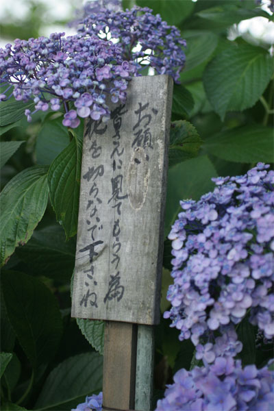 紫陽花