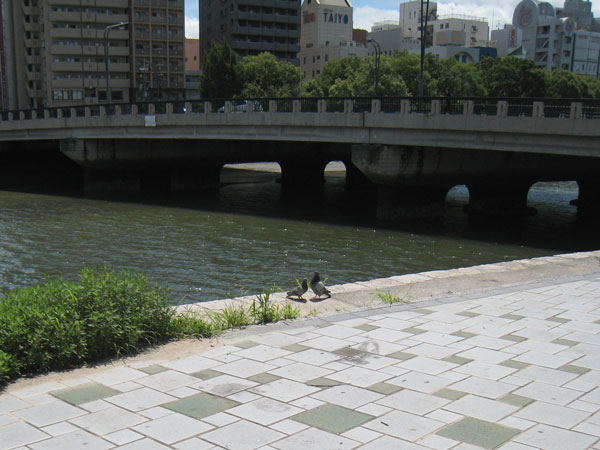 鳩がいる風景