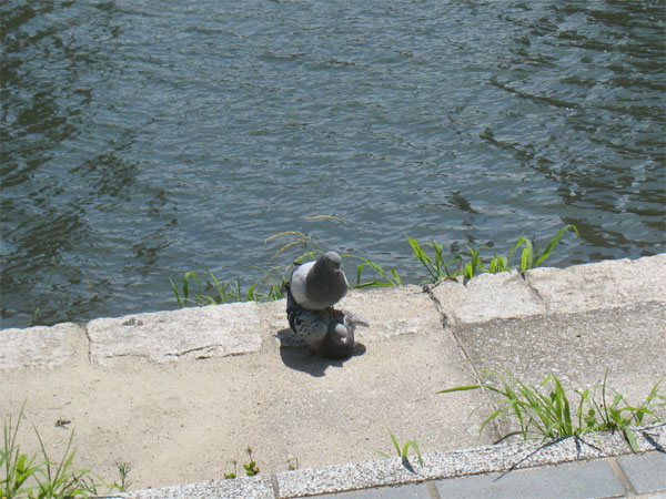 鳩がいる風景