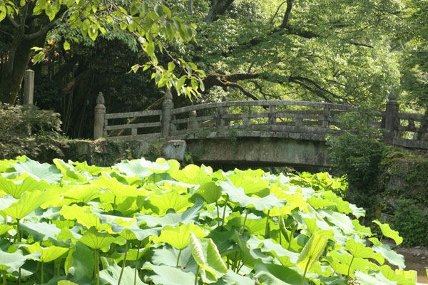 蓮池と古橋